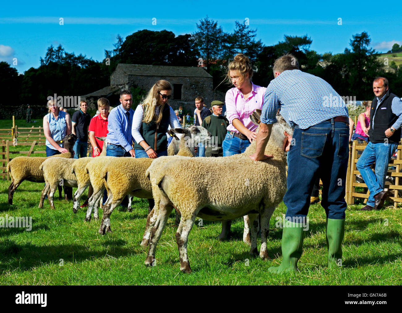 Pecore essendo giudicato a Reeth Show, Swaledale, Yorkshire Dales National Park, North Yorkshire, Inghilterra, Regno Unito Foto Stock