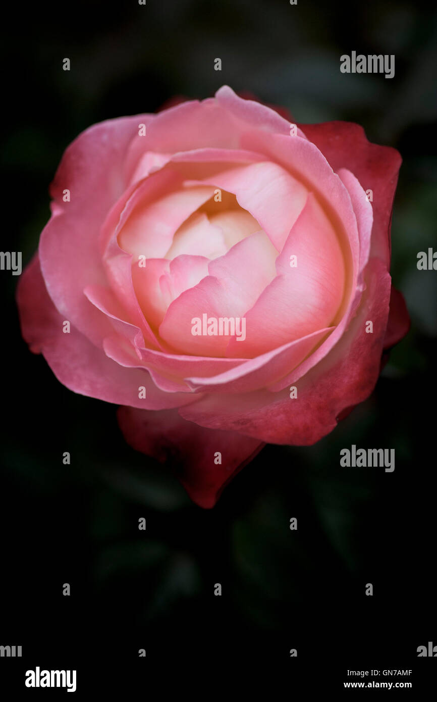 Una sola rosa rosa. Foto Stock