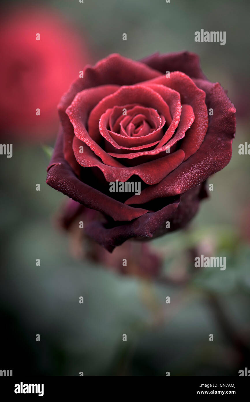 Una sola rosa rossa. Foto Stock