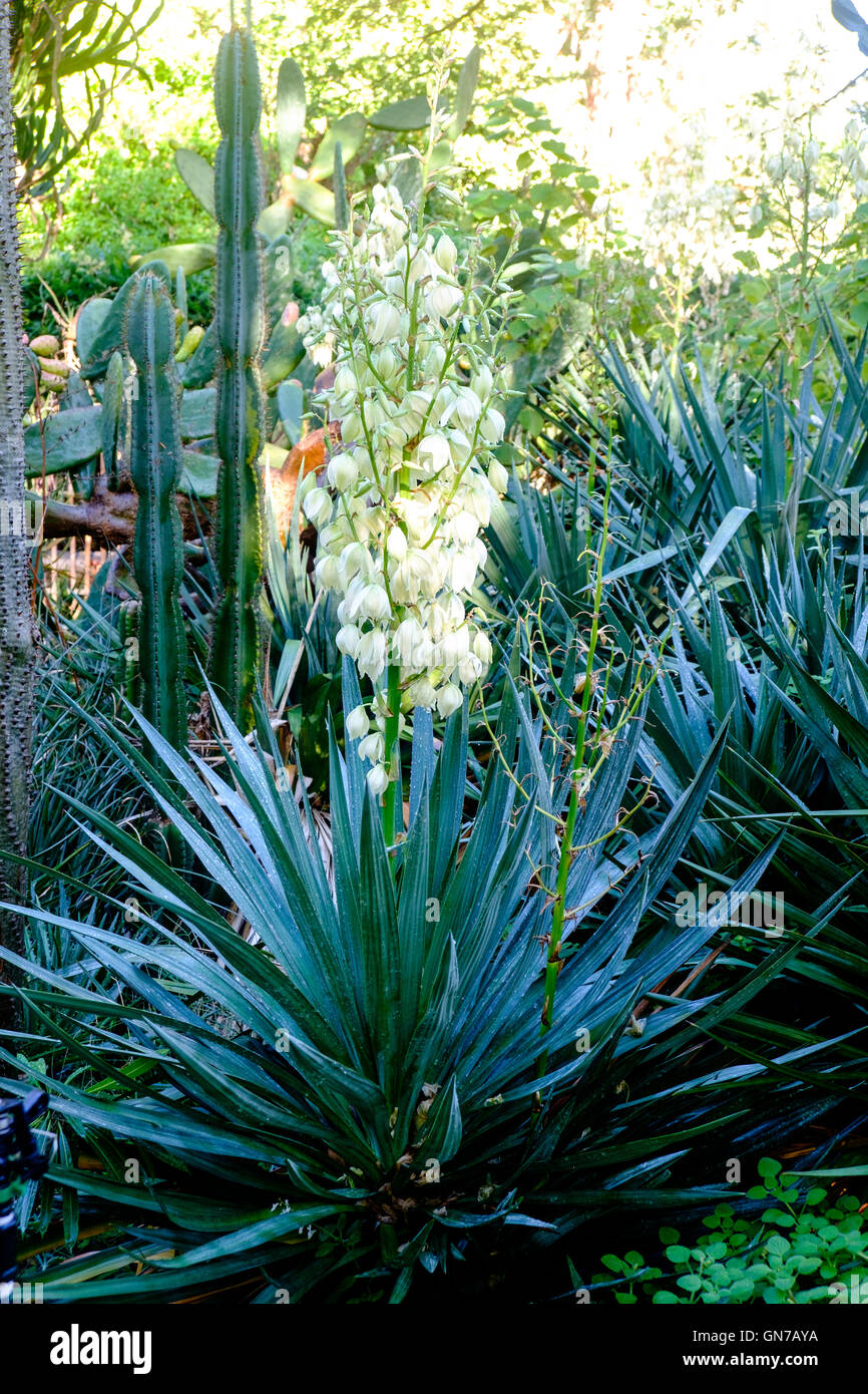 Pianta dell'agave Foto Stock