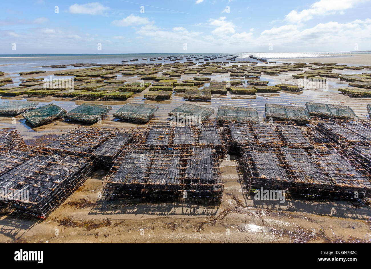 Oyster pescatori agricoltori crescente ostriche sulla loro oyster farm in cestelli in seduta di acqua oceanica. Foto Stock