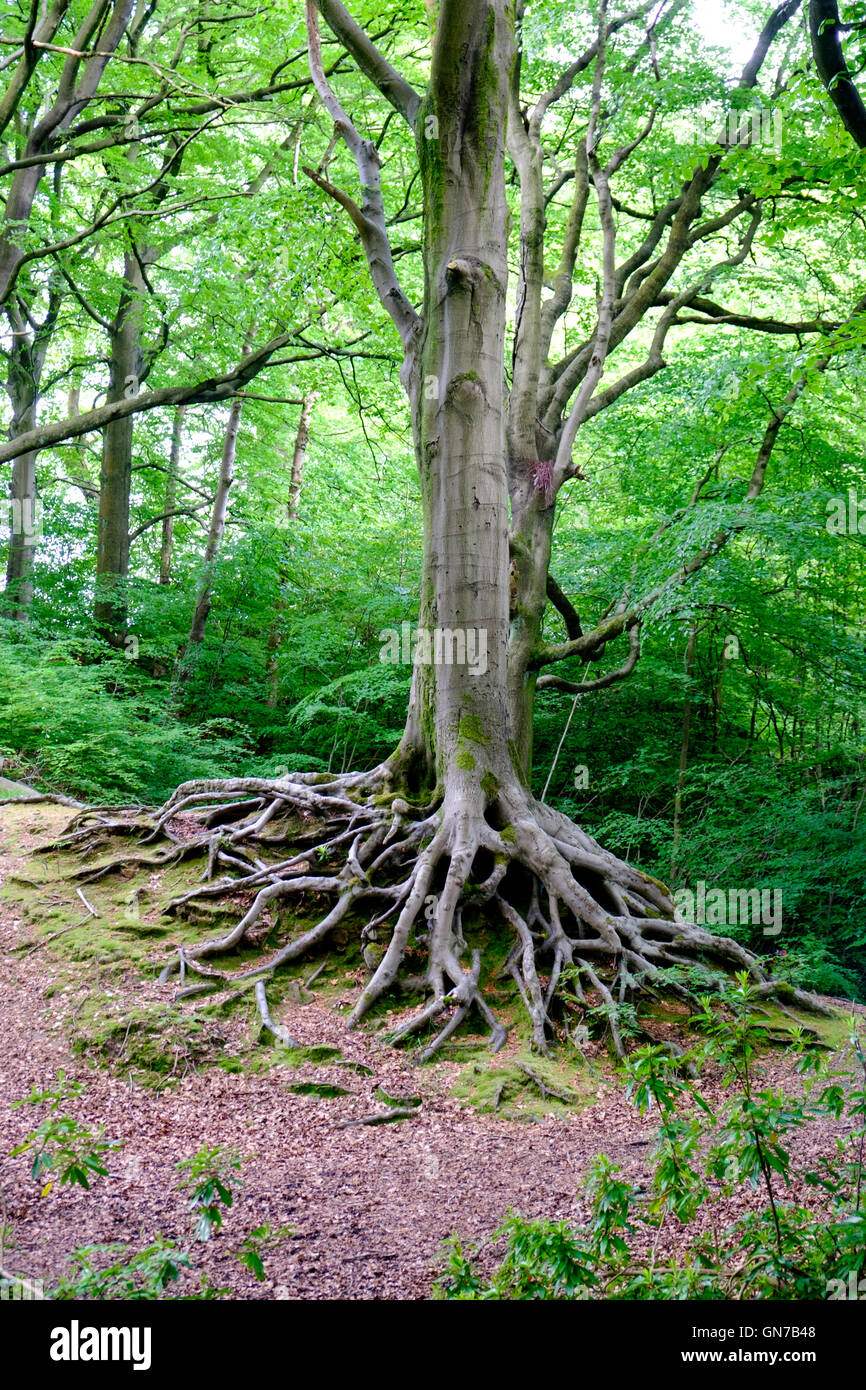 Radici di albero in Smithills Hall gardens, Bolton, Regno Unito Foto Stock