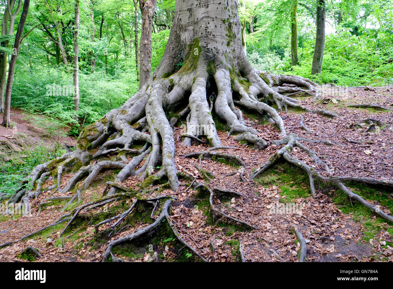 Radici di albero in Smithills Hall gardens, Bolton, Regno Unito Foto Stock