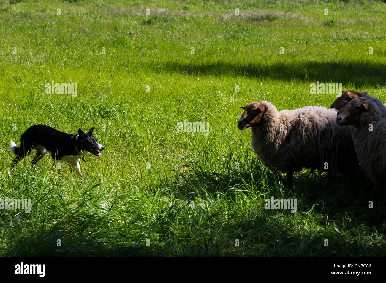 Un cane di allevamenti ovini, Villa nascosta, Los Altos Hills, in California, Stati Uniti d'America Foto Stock