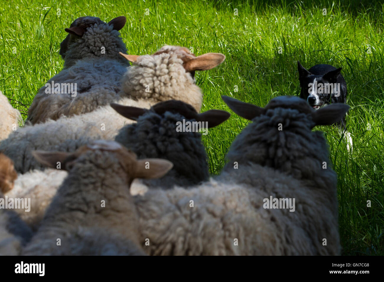 Un cane di allevamenti ovini, Villa nascosta, Los Altos Hills, in California, Stati Uniti d'America Foto Stock