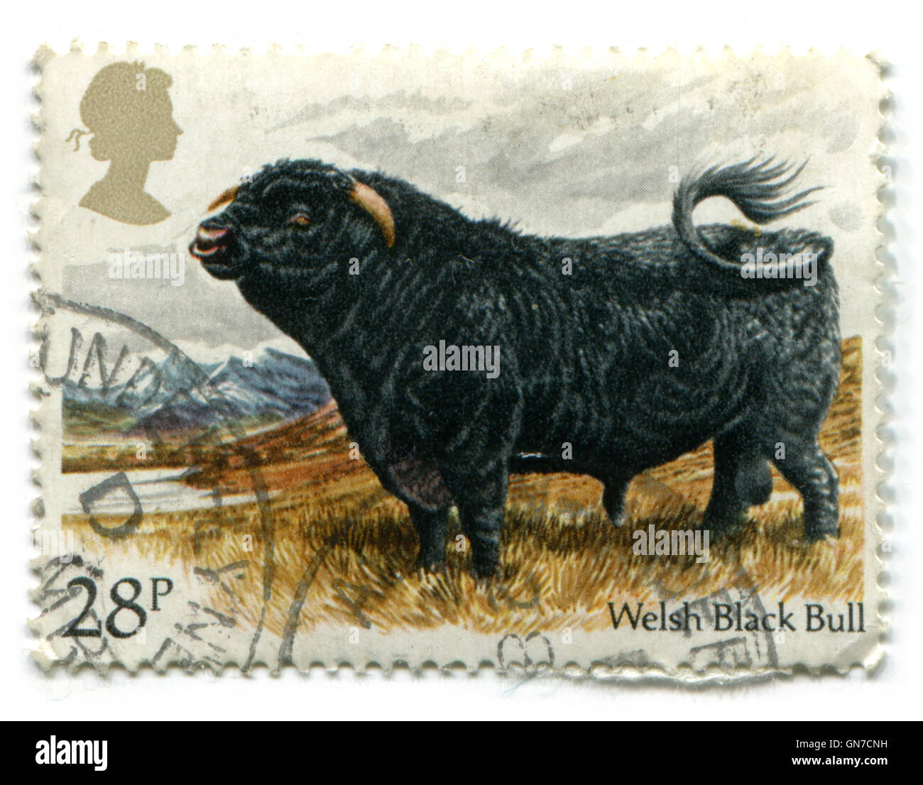 Regno Unito - circa 1984: Un British usato Francobollo che mostra un Welsh Black Bull, circa 1984 Foto Stock