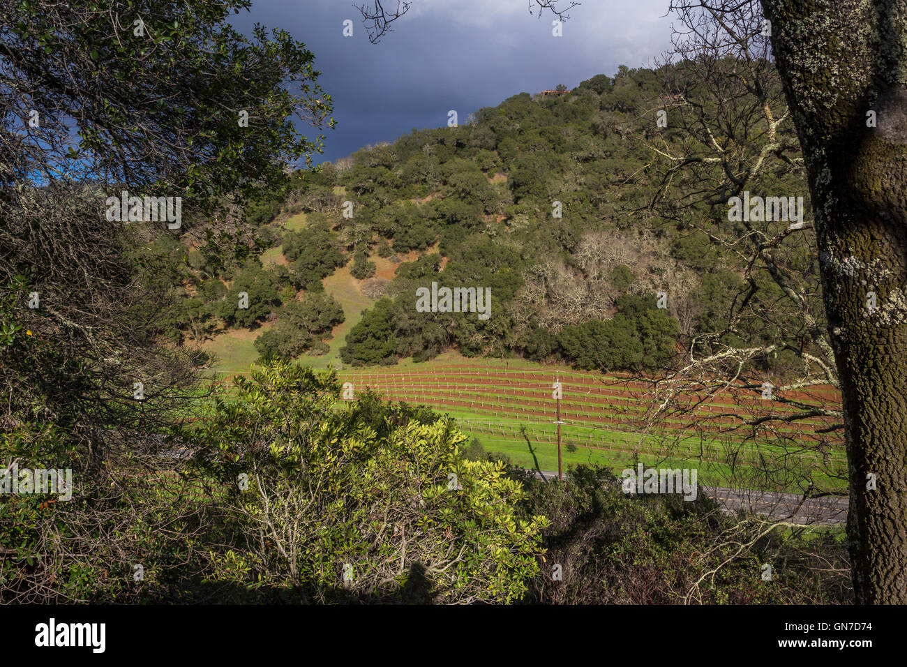 Vigneto di uva, uva dei vigneti, vigneto, dal lato est di Silverado Trail, visto dal Silverado vigneti, Stags Leap District, Napa Valley, California Foto Stock