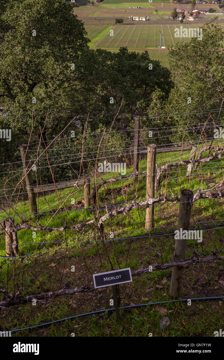 L'uva Merlot, Merlot vitigni, vigneto, vigneti e degustazione all'aperto Terrazza, Silverado Vigneti della Valle di Napa NAPA County, California Foto Stock