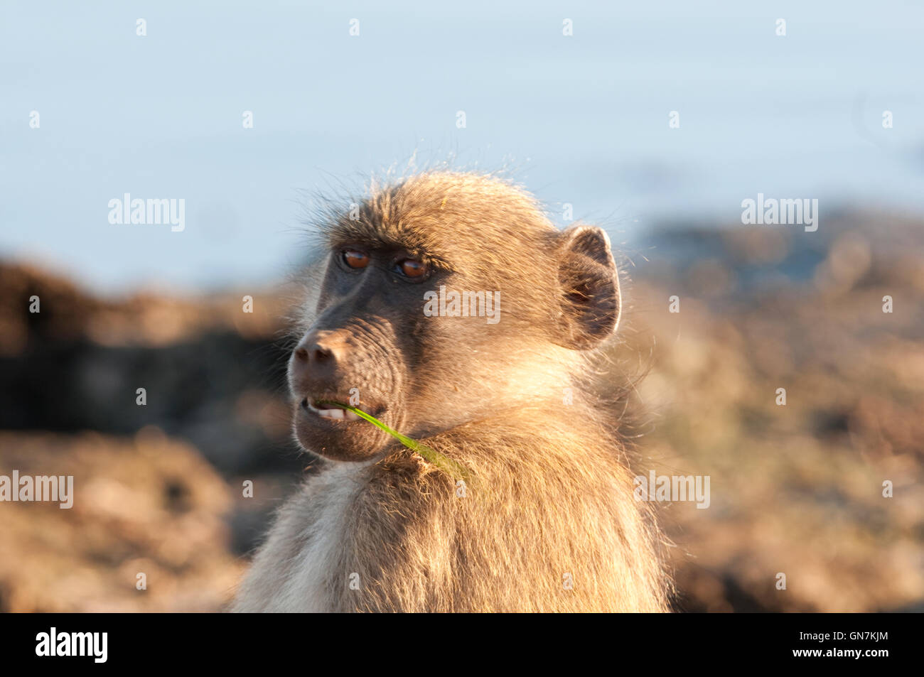 Chacma Baboon (Papio ursinus) nel Parco Nazionale di Kruger Foto Stock