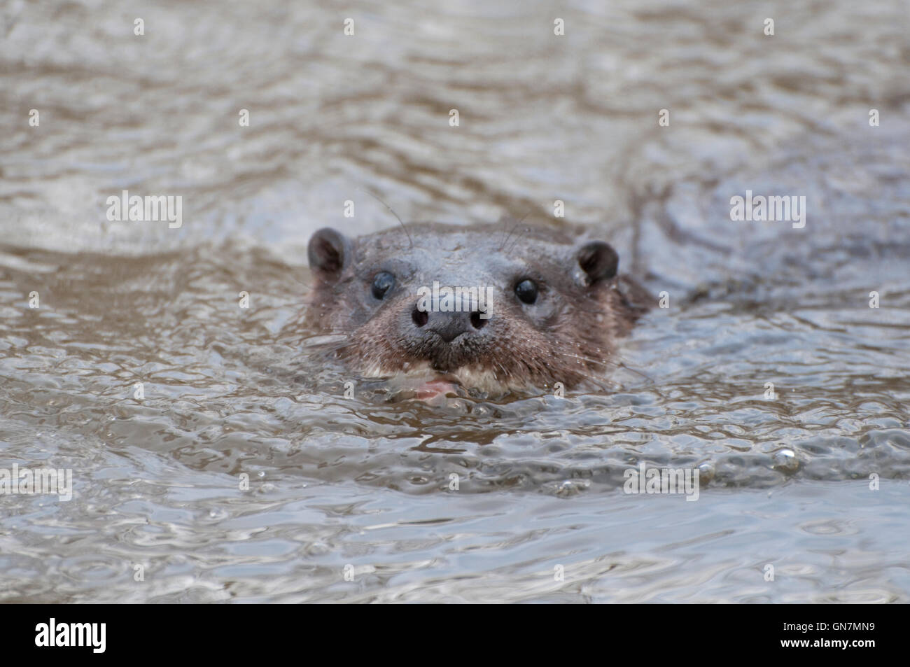 Lontra europea (Lutra lutra) nuoto verso la telecamera Foto Stock