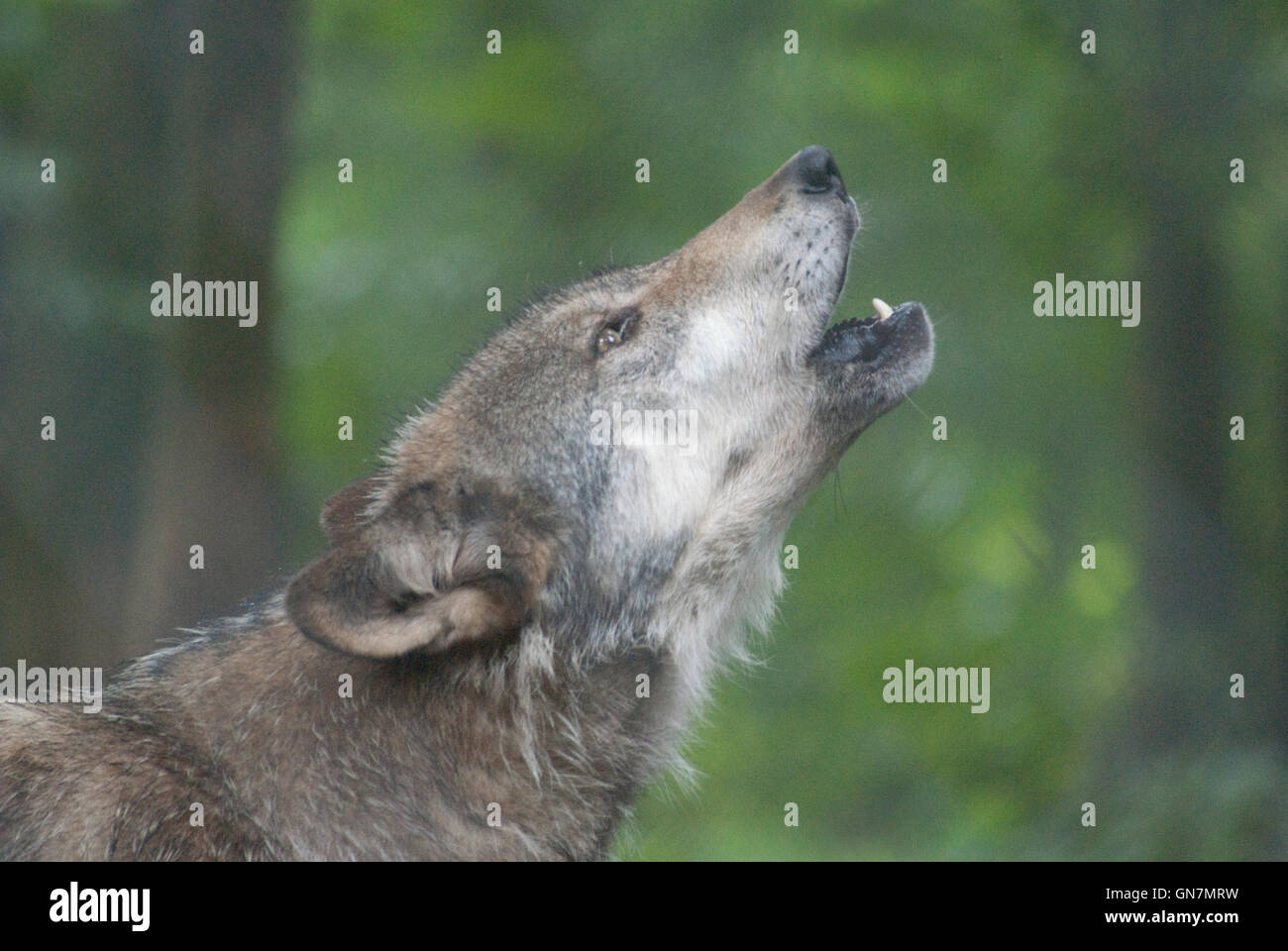 Lupo (Canis lupus) in cattività ululati Foto Stock