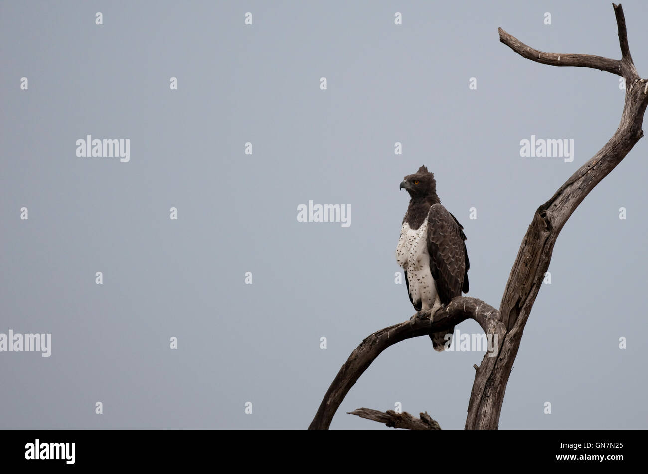 Martial Eagle (Polemaetus bellicosus) su un albero nel Parco Nazionale di Kruger, Sud Africa Foto Stock