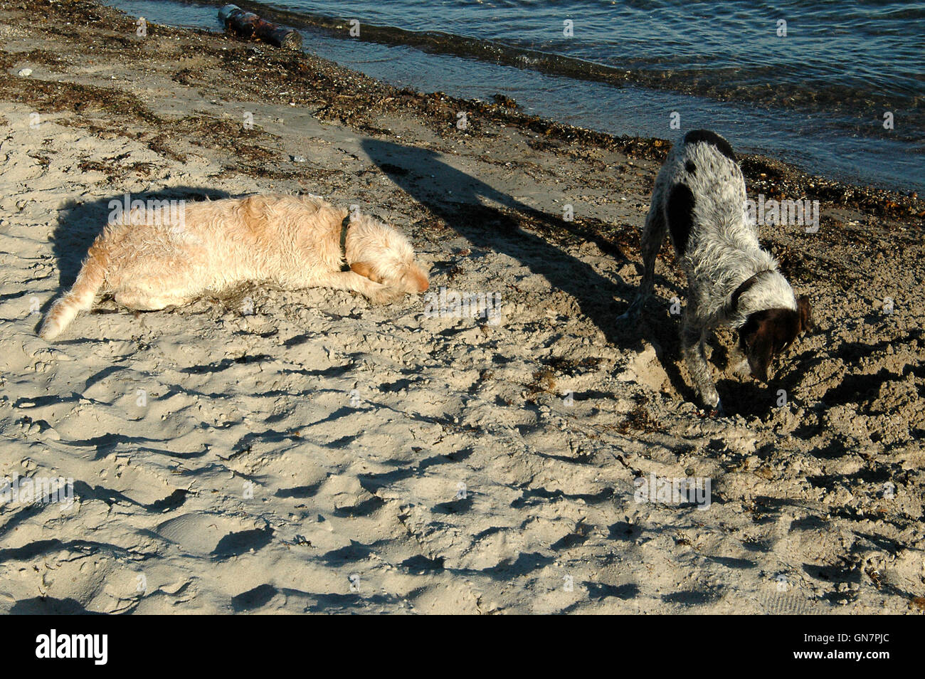 Due cani giocare nella sabbia in spiaggia Foto Stock