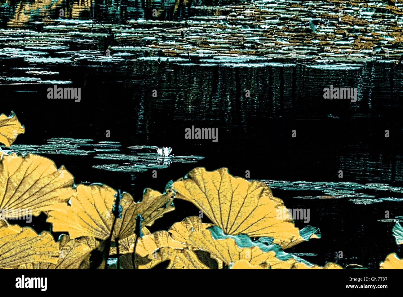 Giardino di Roccia,frondosa radura,waterlilies Easthampton,NY Foto Stock