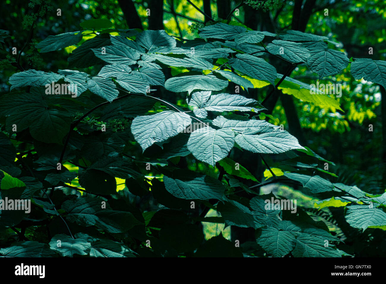 Giardino di Roccia,frondosa radura,waterlilies Easthampton,NY Foto Stock