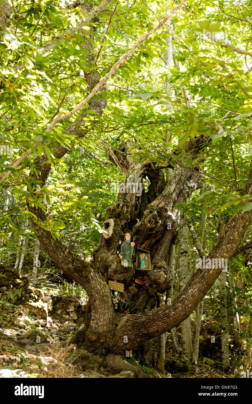 Il vecchio albero di castagno con immagini religiose all'interno della foresta vicino a Santa Cristina monastero in Rivera Sacra fare Sil. Spagna Foto Stock