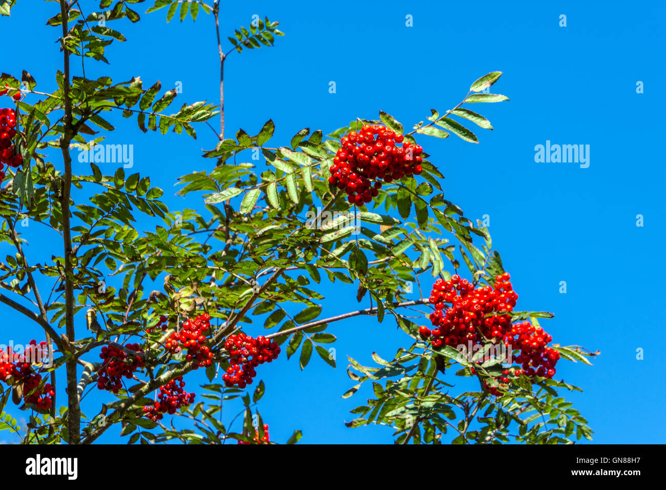 Red Rowan (Monte Ceneri) (Sorbus aucuparia) berry cluster, Derbyshire England, Foto Stock