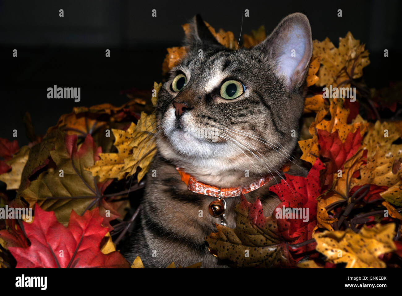 Carino tabby kitten giacente in un grappolo di artificiale di foglie di autunno Foto Stock