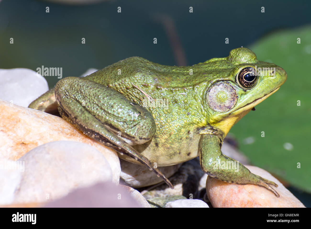 Bullfrog seduto in acqua in una palude. Foto Stock