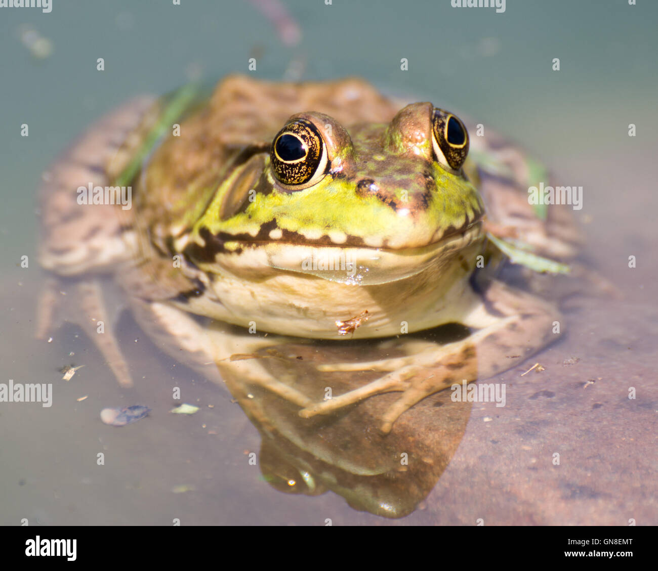 Bullfrog seduto in acqua in una palude. Foto Stock