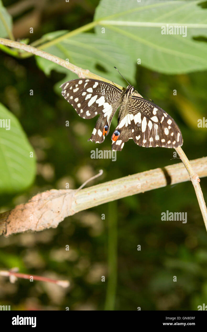 Farfalle esotiche sulla farfalla mostra Foto Stock