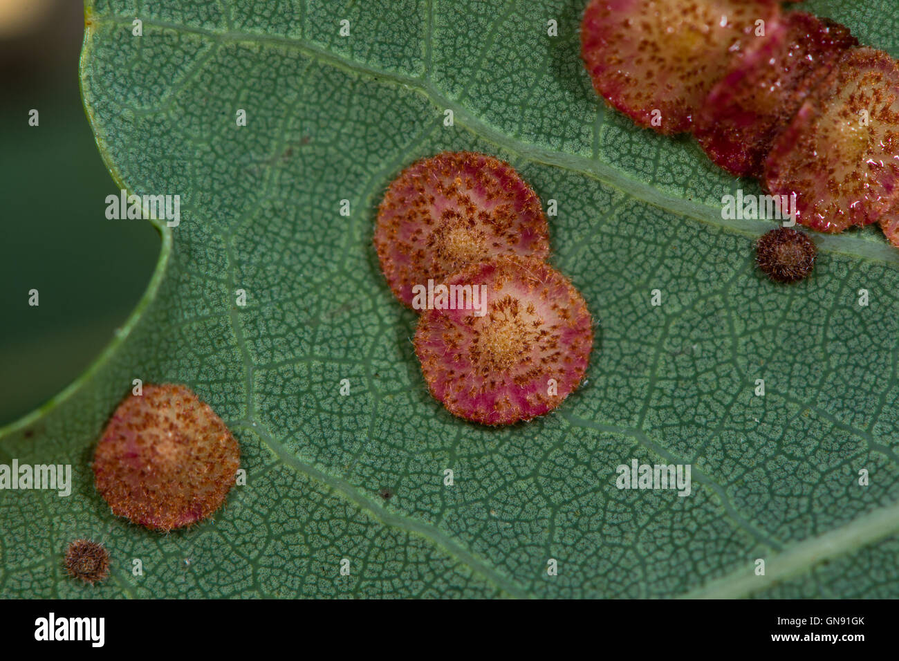 Spangle comune galli su farnia (Quercus robur) dovuto al cynipid wasp Neuroterus quercusbaccarum Foto Stock