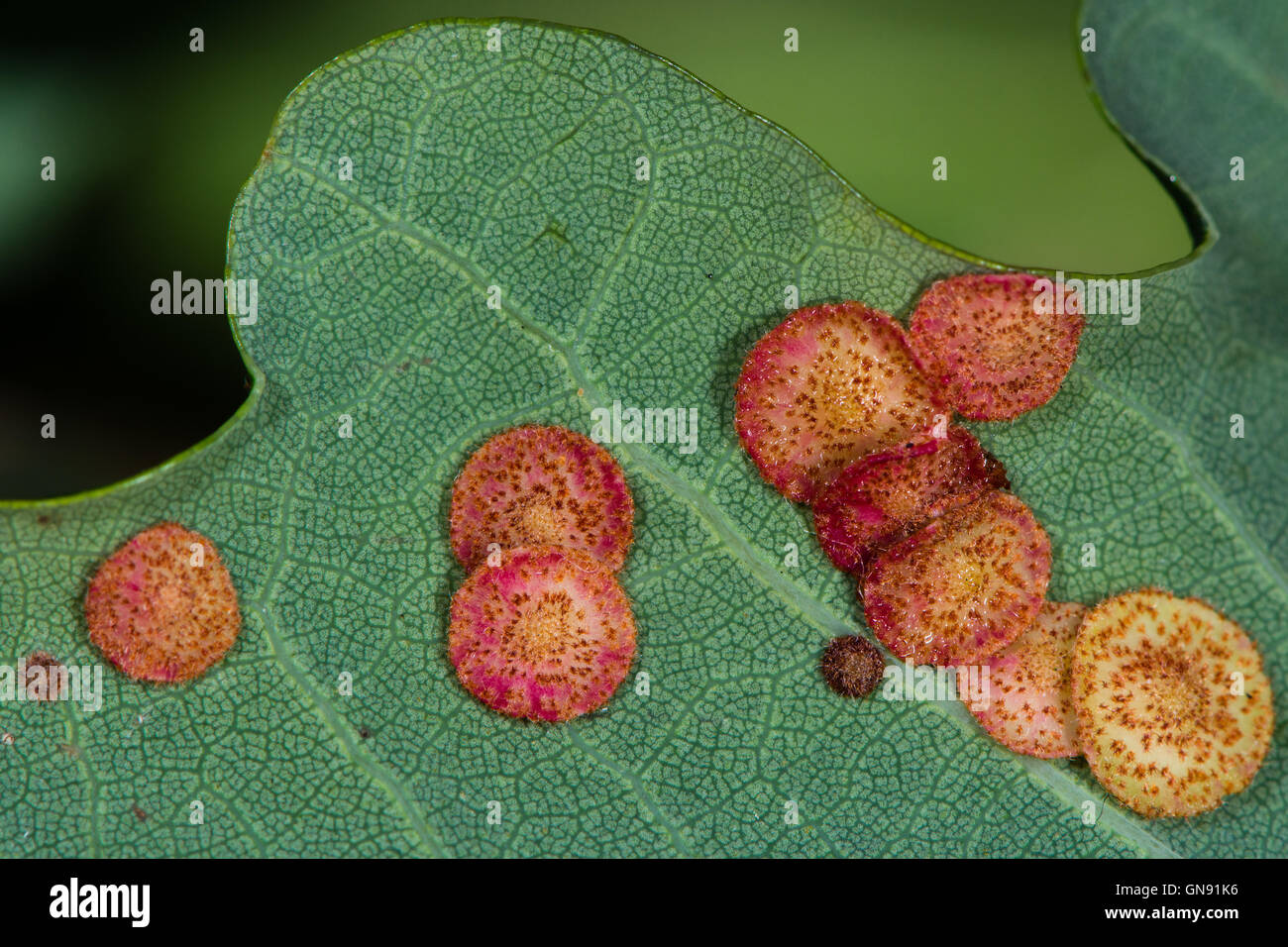 Spangle comune galli su farnia (Quercus robur) dovuto al cynipid wasp Neuroterus quercusbaccarum Foto Stock
