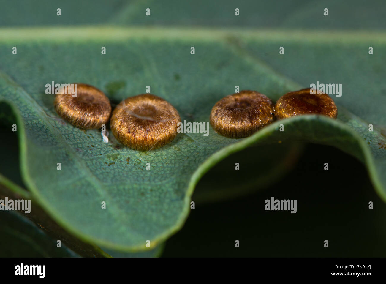 Pulsante di seta galli (Neuroterus numismalis) su farnia (Quercus robur) causata dall'cynipid wasp Neuroterus vesicator Foto Stock