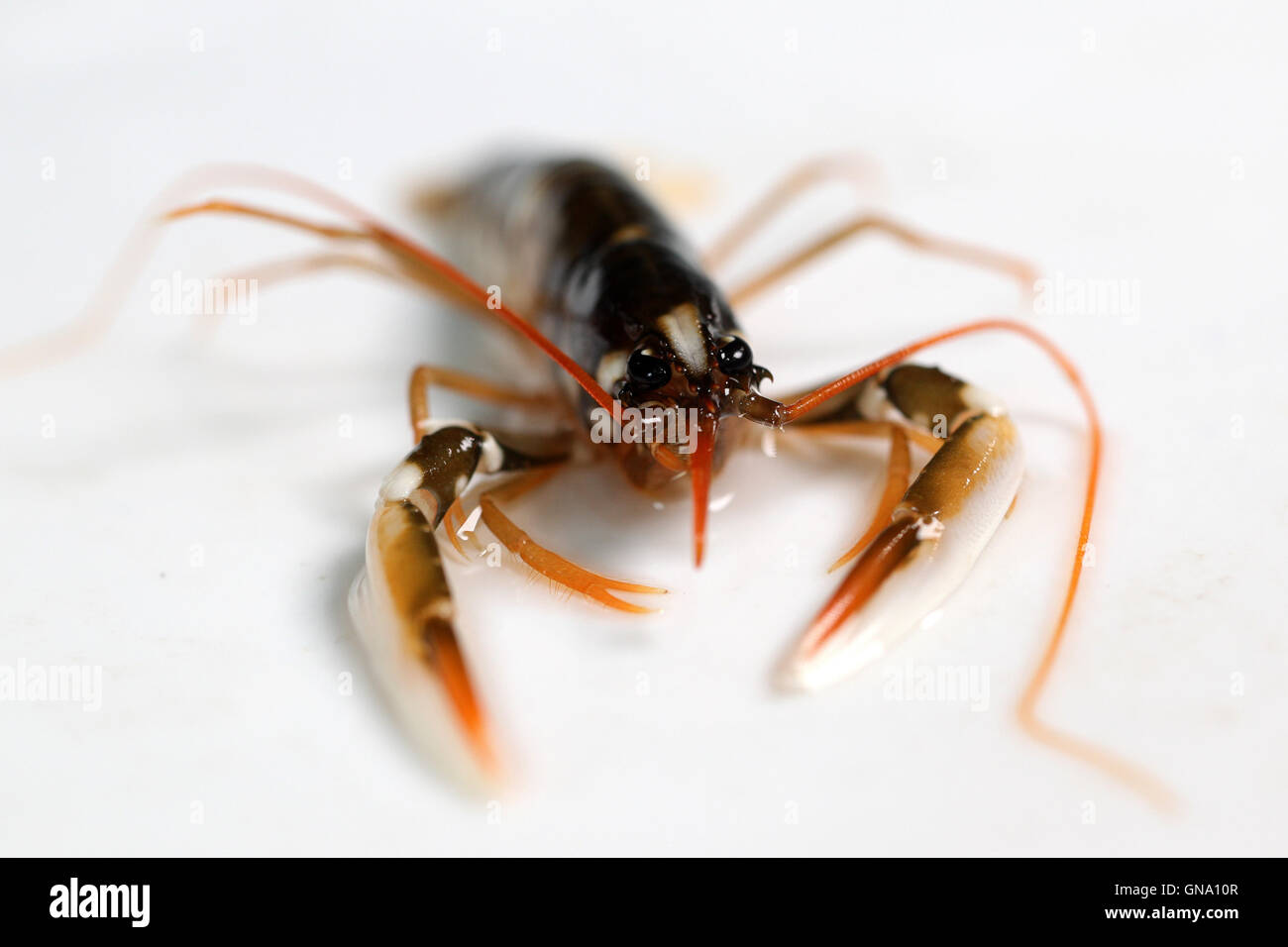 Un giovane aragosta si è visto all'Istituto Biologico Helgoland (BAH) dell'Istituto Alfred Wegener sull isola di Helgoland, Germania, 28 agosto 2016. I ricercatori incrociò le aragoste presso l'istituto e più tardi rilasciato loro nel Mare del Nord. Il progetto è stato sostenuto da 338 sponsers che hanno testimoniato il rilascio. Foto: hristian Charisius/dpa Foto Stock