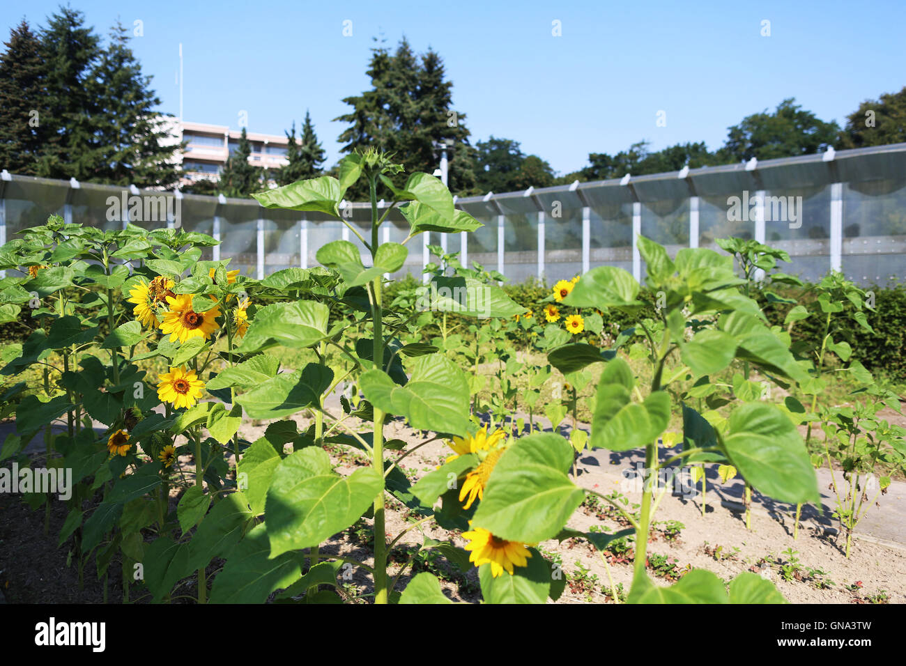 Sun fiori nella parte anteriore il recinto dei reparti forense del LVR clinica di Bedburg-Hau, Germania, 26 agosto 2016. Il dipartimento legale della LVR (Landschaftsverband Rheinland) Clinac è una specialità psichiatrici struttura dove i pazienti che abbiano commesso un crimine sono alloggiati se essi sono considerati mentalmente malati o che soffrono di una dipendenza al momento, entrambe queste condizioni riducono la responsabilità criminale. Foto: Oliver Berg/dpa Foto Stock