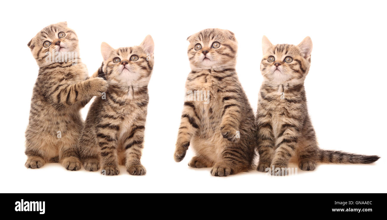 Gattini scozzese in pose divertenti Foto Stock