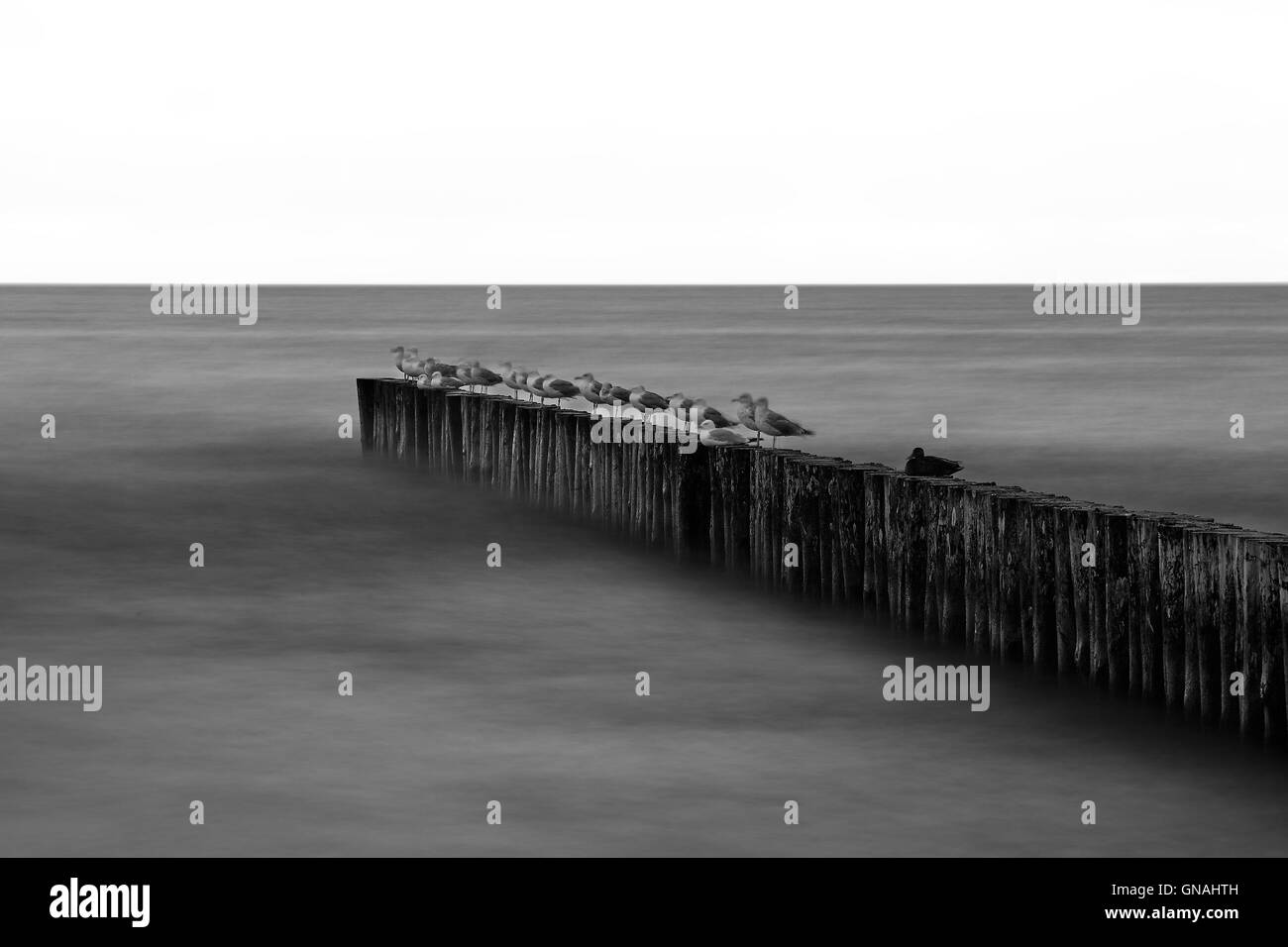 Mar Baltico Polonia. Gli uccelli sulla scogliera. Foto Stock