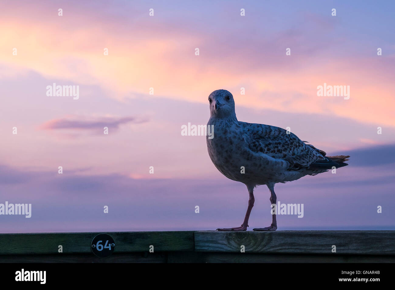 Un giovane europeo Herring Gull Larus argentatus. Foto Stock
