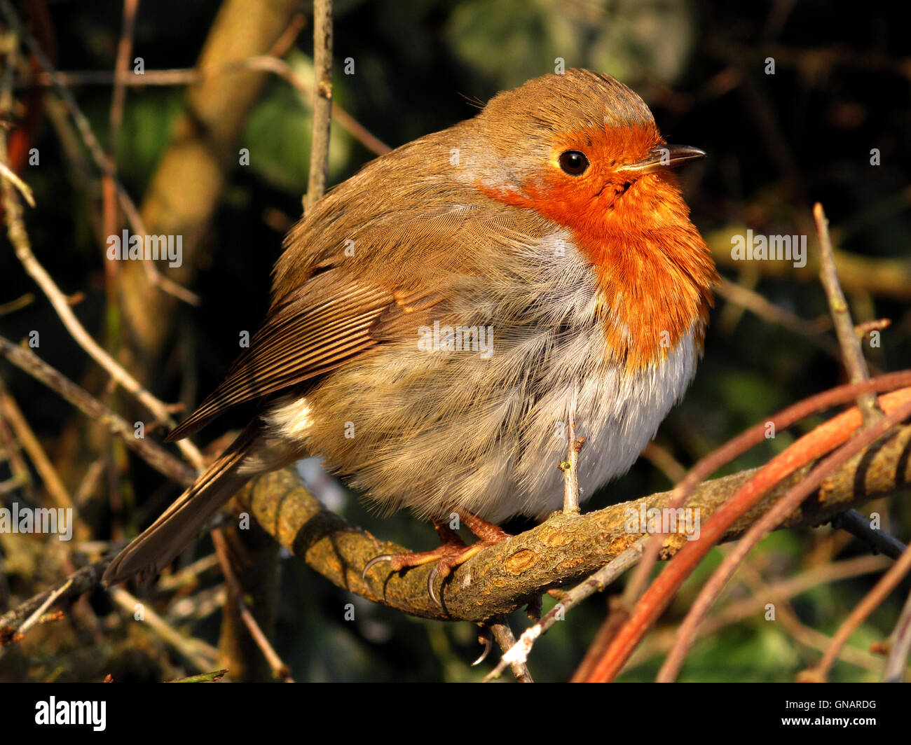 Robin con gonfi piume su un freddo, croccante, inverni giorno Foto Stock