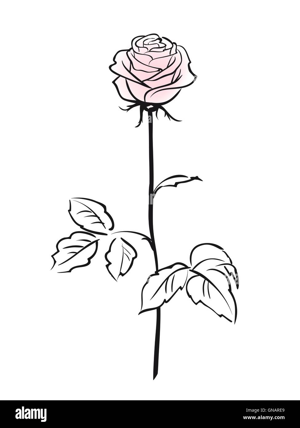 Rosa rosa fiore isolato su sfondo bianco Illustrazione Vettoriale
