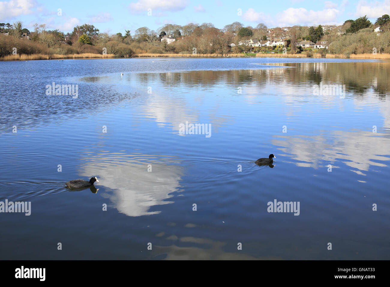 Due folaghe su Swanpool, Colchester, Inghilterra, Regno Unito. Foto Stock