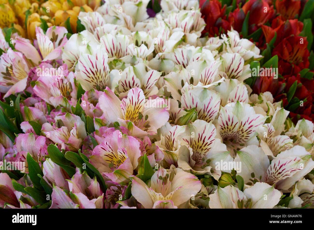 Mazzetto di bella rosa, bianco, giallo e rosso dei fiori Foto Stock