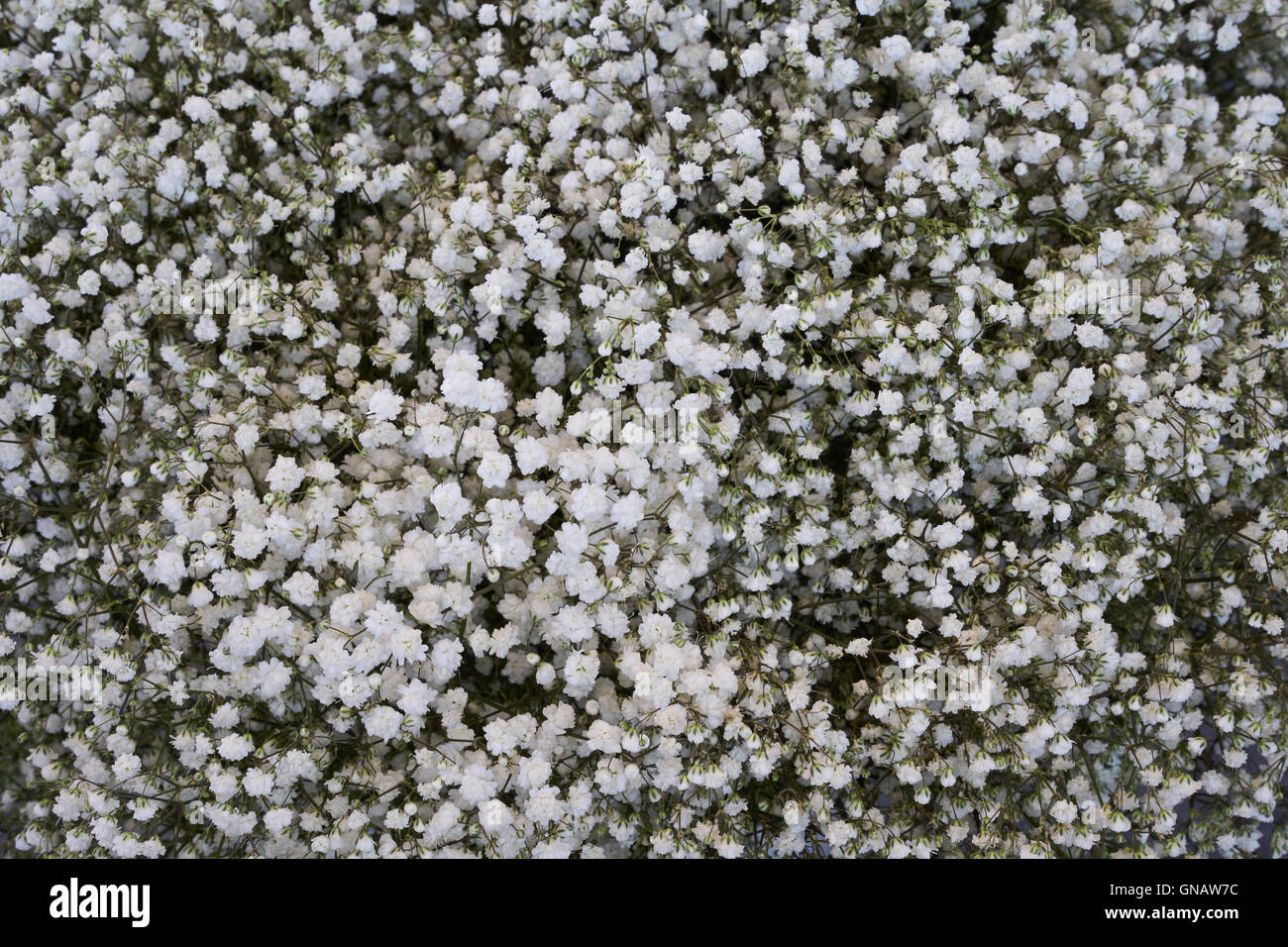 Molti white Gypsophila fiori come uno sfondo floreale Foto Stock