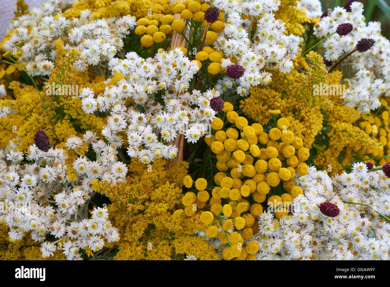 Splendida sistemazione floreale con piccoli e bianchi e fiori di colore giallo Foto Stock