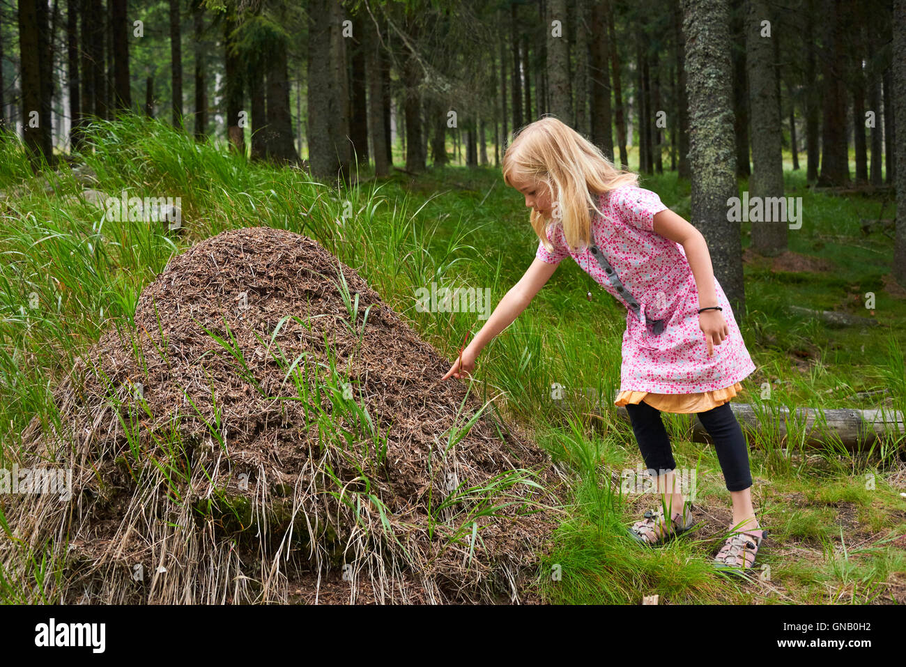Bambino ragazza bionda ad esplorare e studiare il formicaio nel bosco. Foto Stock