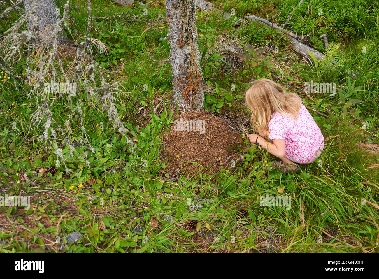Bambino ragazza bionda ad esplorare e studiare il formicaio nel bosco. Foto Stock