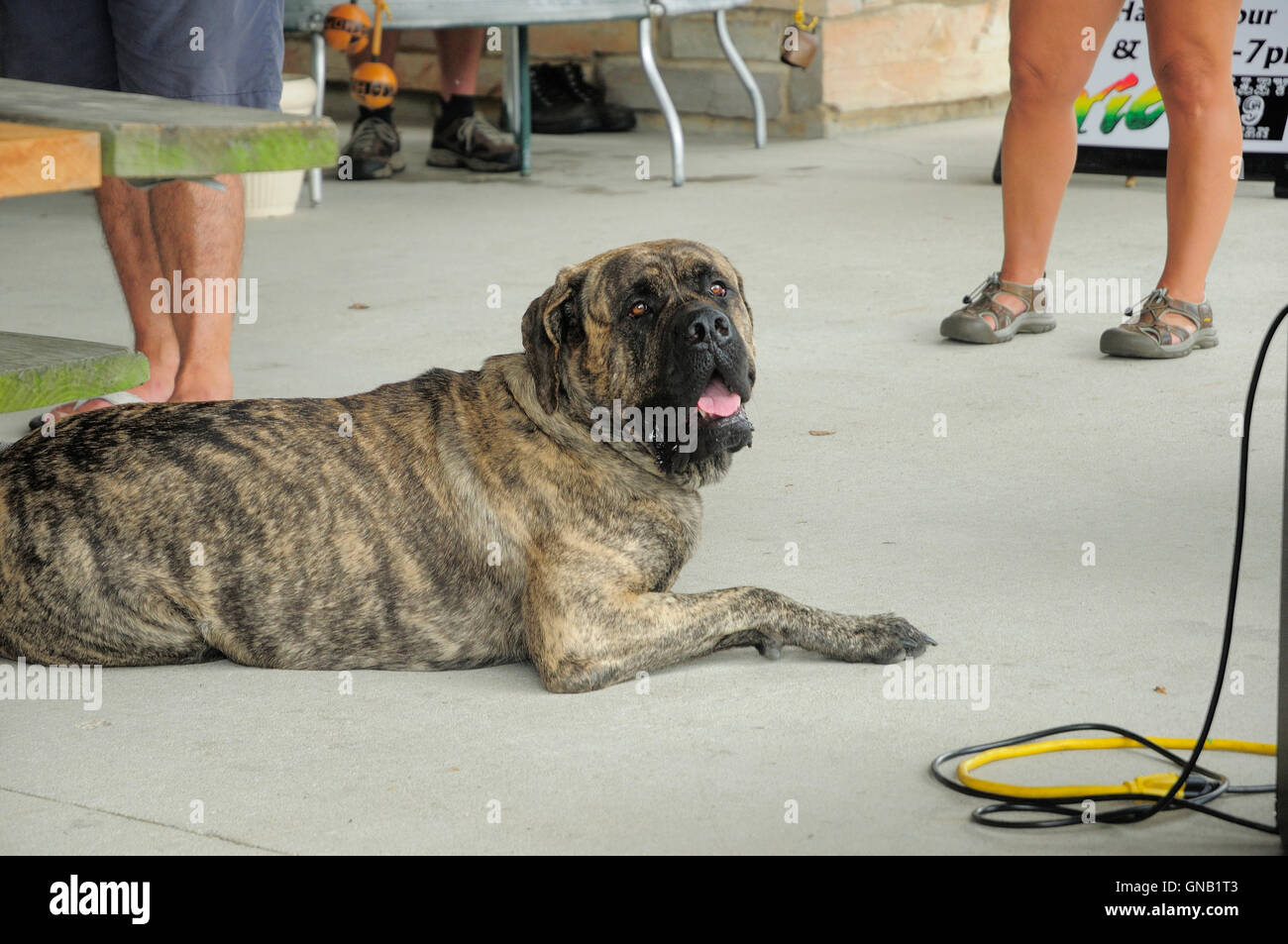 Mastiff cane posa su cemento fresco durante il concerto di musica Foto Stock