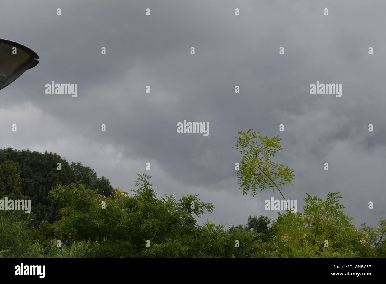 Thunder nuvole attraverso gli alberi Foto Stock