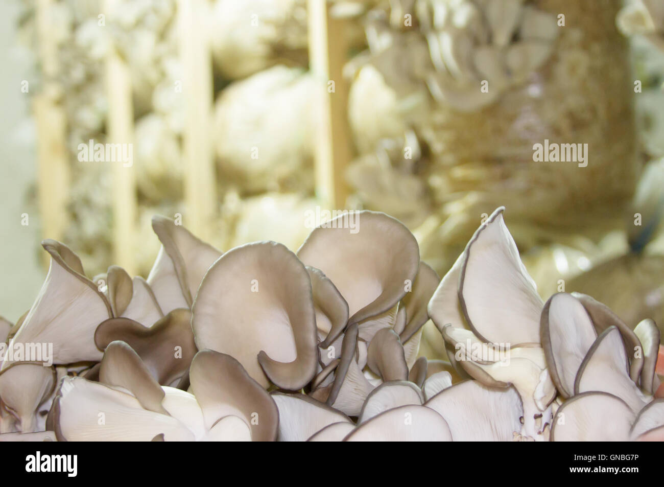 Funghi Oyster coltivazione Foto Stock