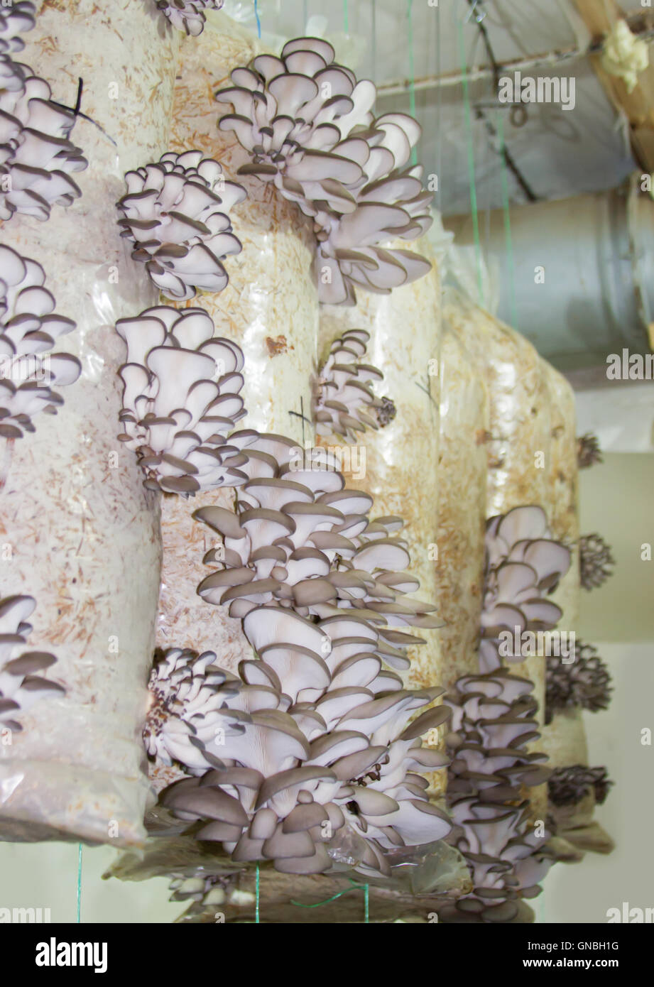Funghi Oyster coltivazione Foto Stock