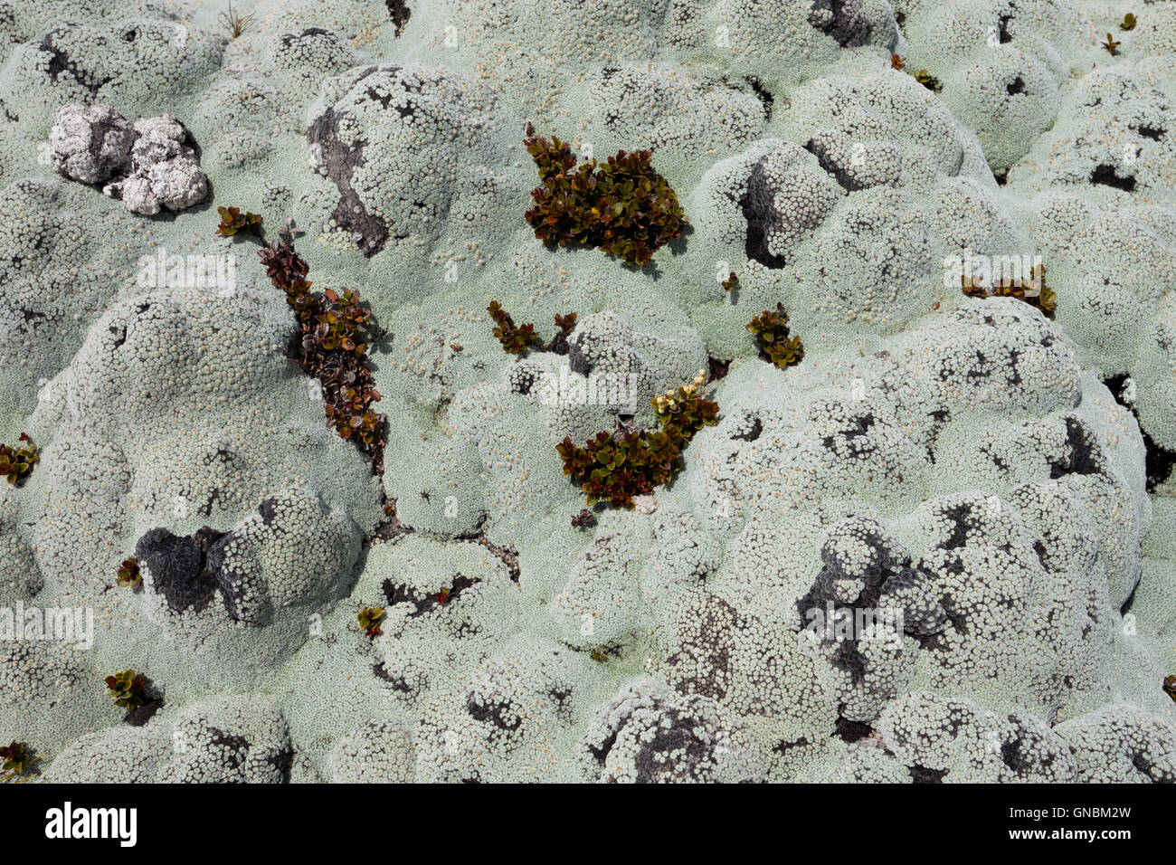 Close up di licheni comunemente chiamato rock moss Foto Stock