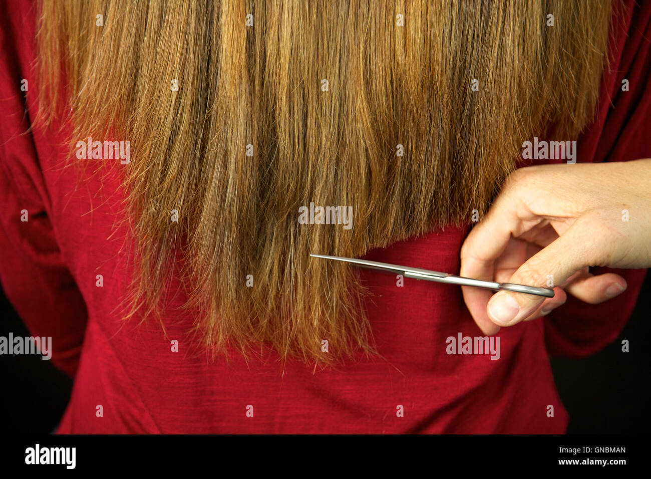Capelli lunghi beeing tagliato con forbici da parrucchiere Foto Stock