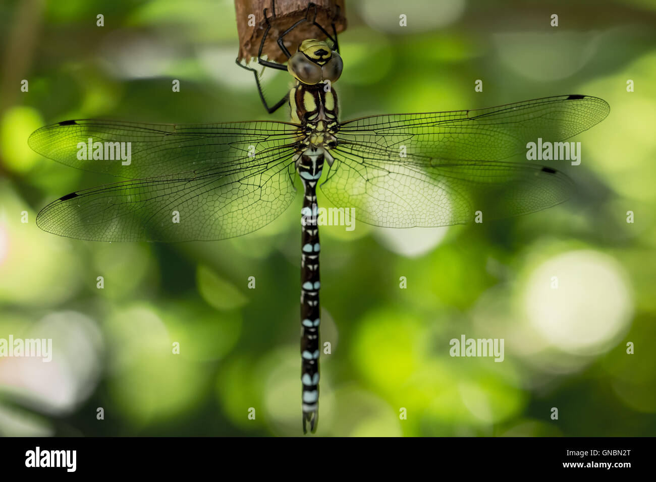 Dragonfly appeso su un bastone Foto Stock