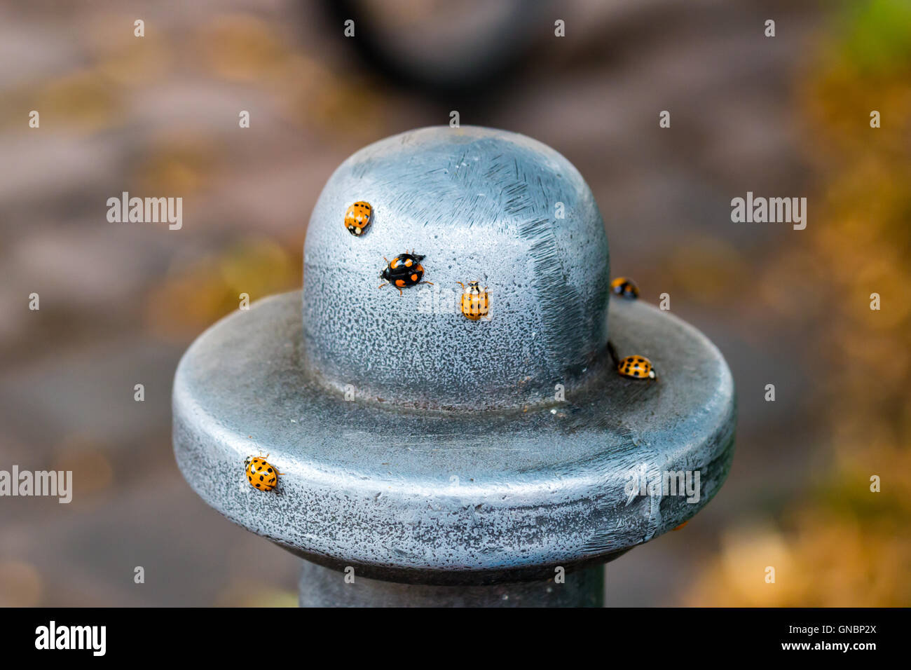 Arancione e nero ladybugs camminando su un palo metallico Foto Stock