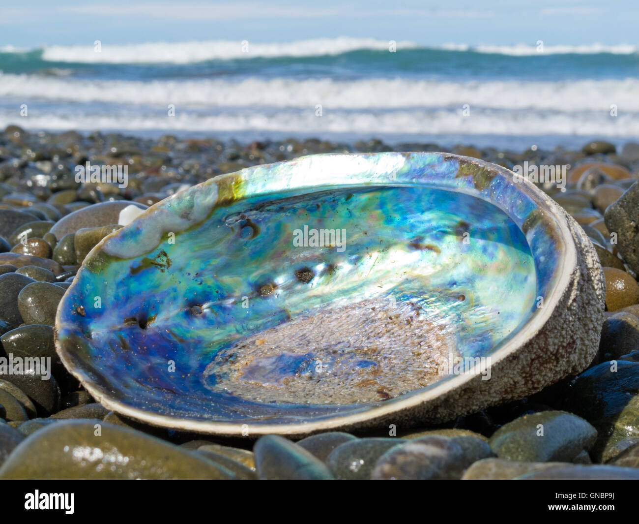 In madreperla lucido della Conchiglia Paua, abalone, lavato a terra Foto  stock - Alamy